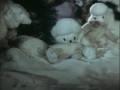 мультфильм Снегурята скачать